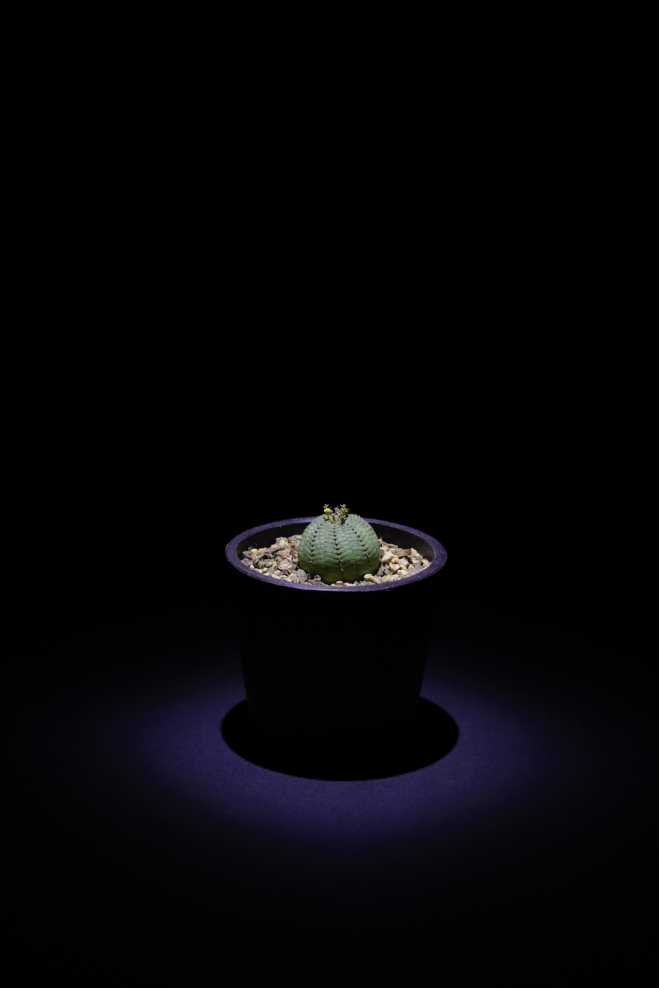 布紋球(Euphorbia obesa) EO002