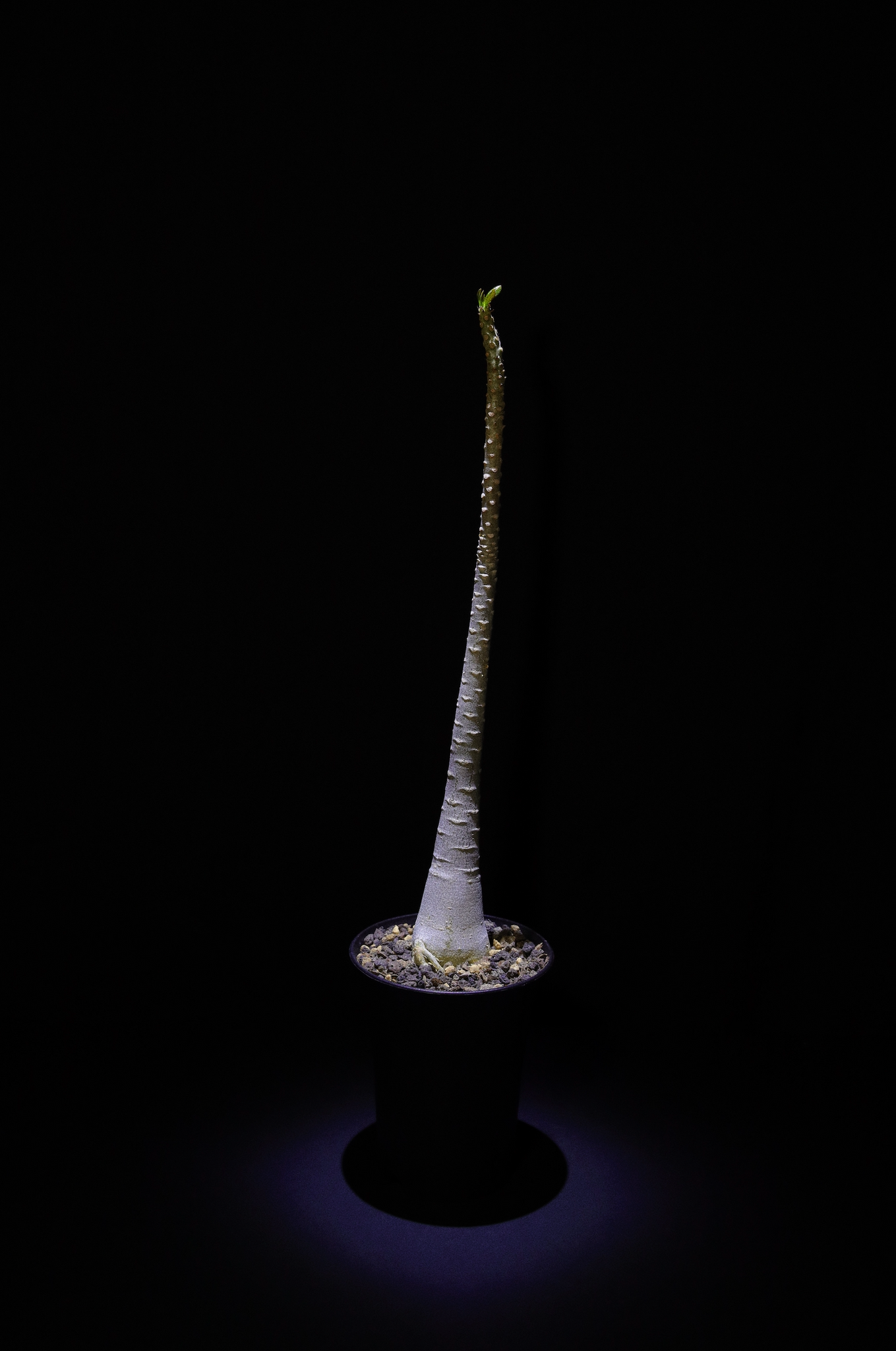 索科特拉沙漠玫瑰(Adenium socotranum) AS011