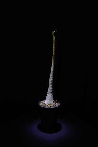 索科特拉沙漠玫瑰(Adenium socotranum) AS011