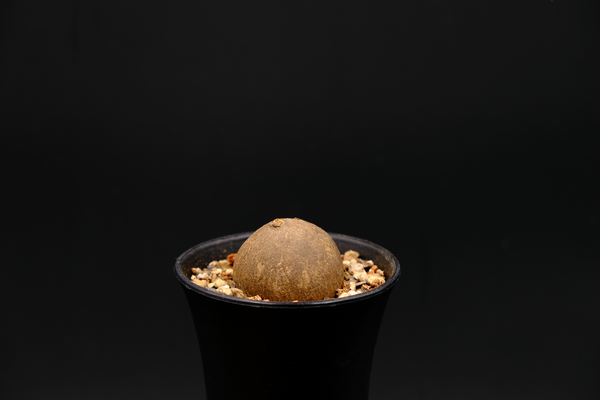 圓葉山烏龜 (Stephania erecta) SE011