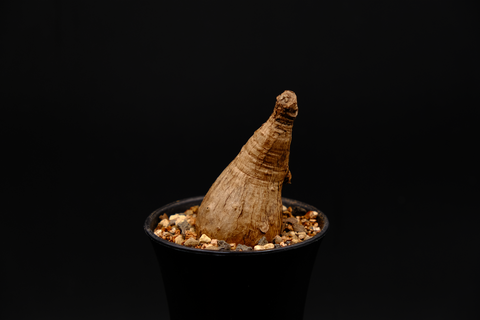 奇異油柑 (Phyllanthus mirabilis) PM003