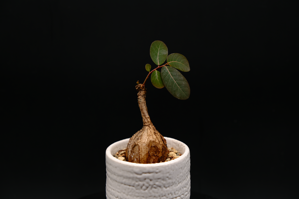 奇異油柑 (Phyllanthus Mirabilis) PM007