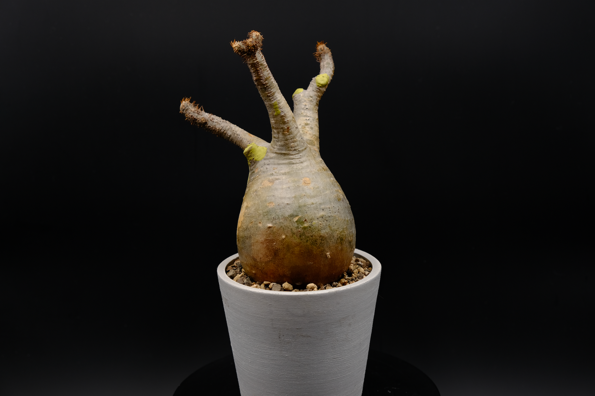 象牙宮(Pachypodium rosulatum var. gracilius) PG006