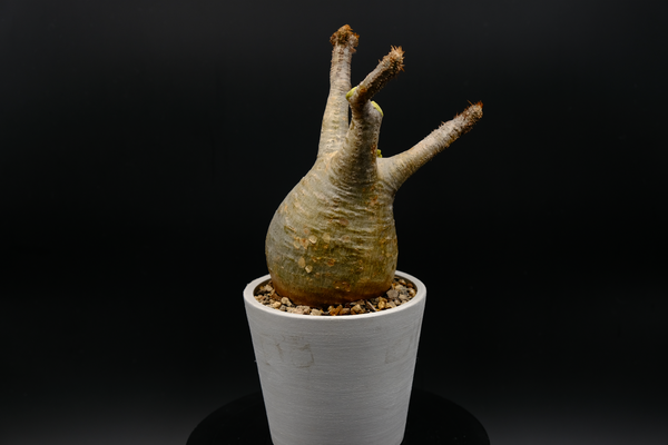 象牙宮(Pachypodium rosulatum var. gracilius) PG006