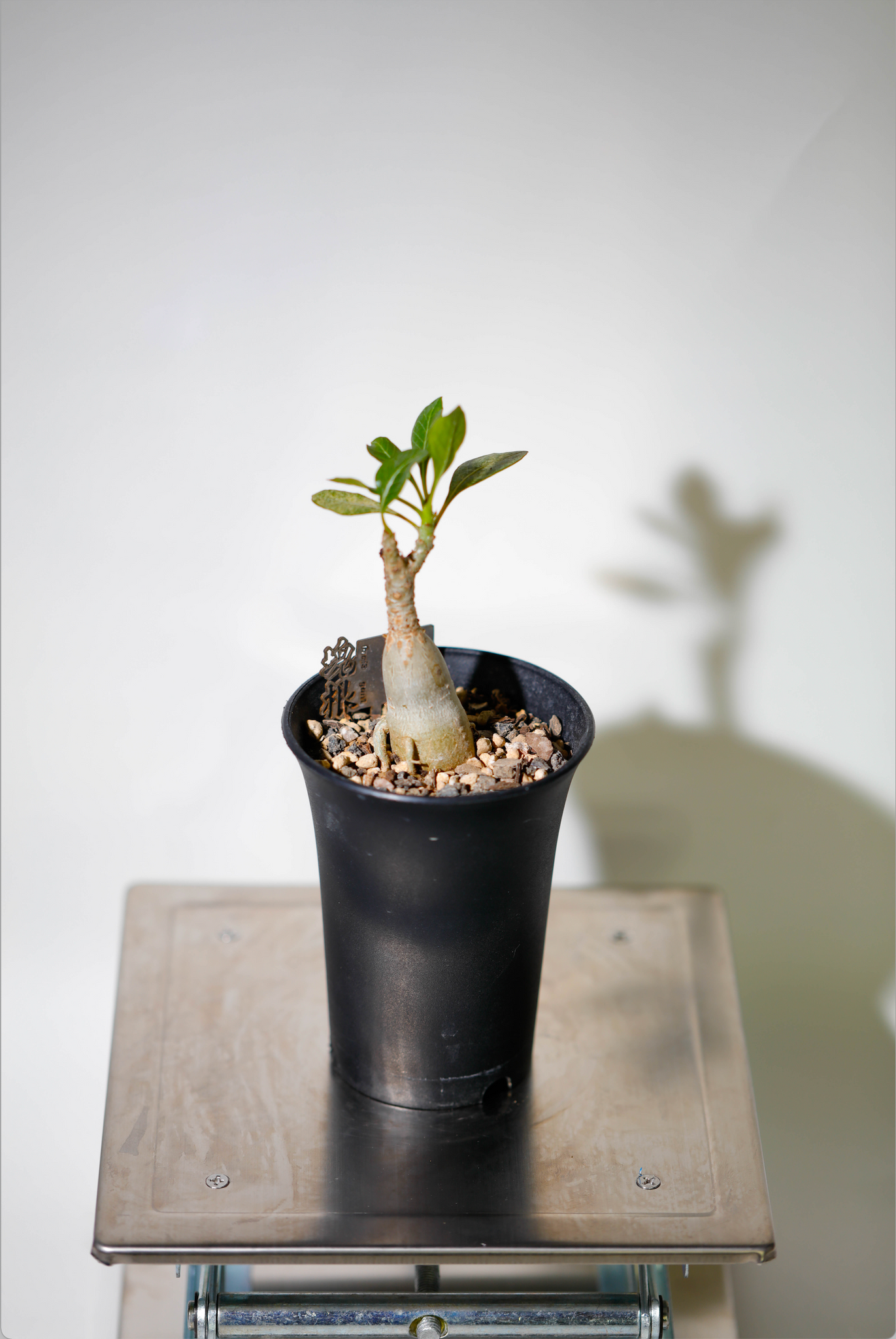 索科特拉沙漠玫瑰(Adenium socotranum) AS008