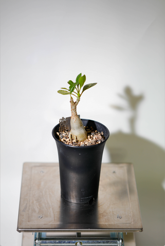 索科特拉沙漠玫瑰(Adenium socotranum) AS008