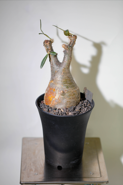 象牙宮(Pachypodium rosulatum var. gracilius) PG004