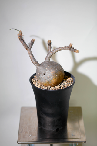 象牙宮(Pachypodium rosulatum var. gracilius) PG005