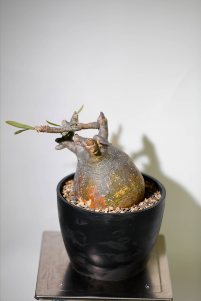 象牙宮(Pachypodium rosulatum var. gracilius) PG003