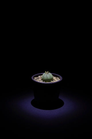 布紋球 ♂ (Euphorbia obesa) EO001