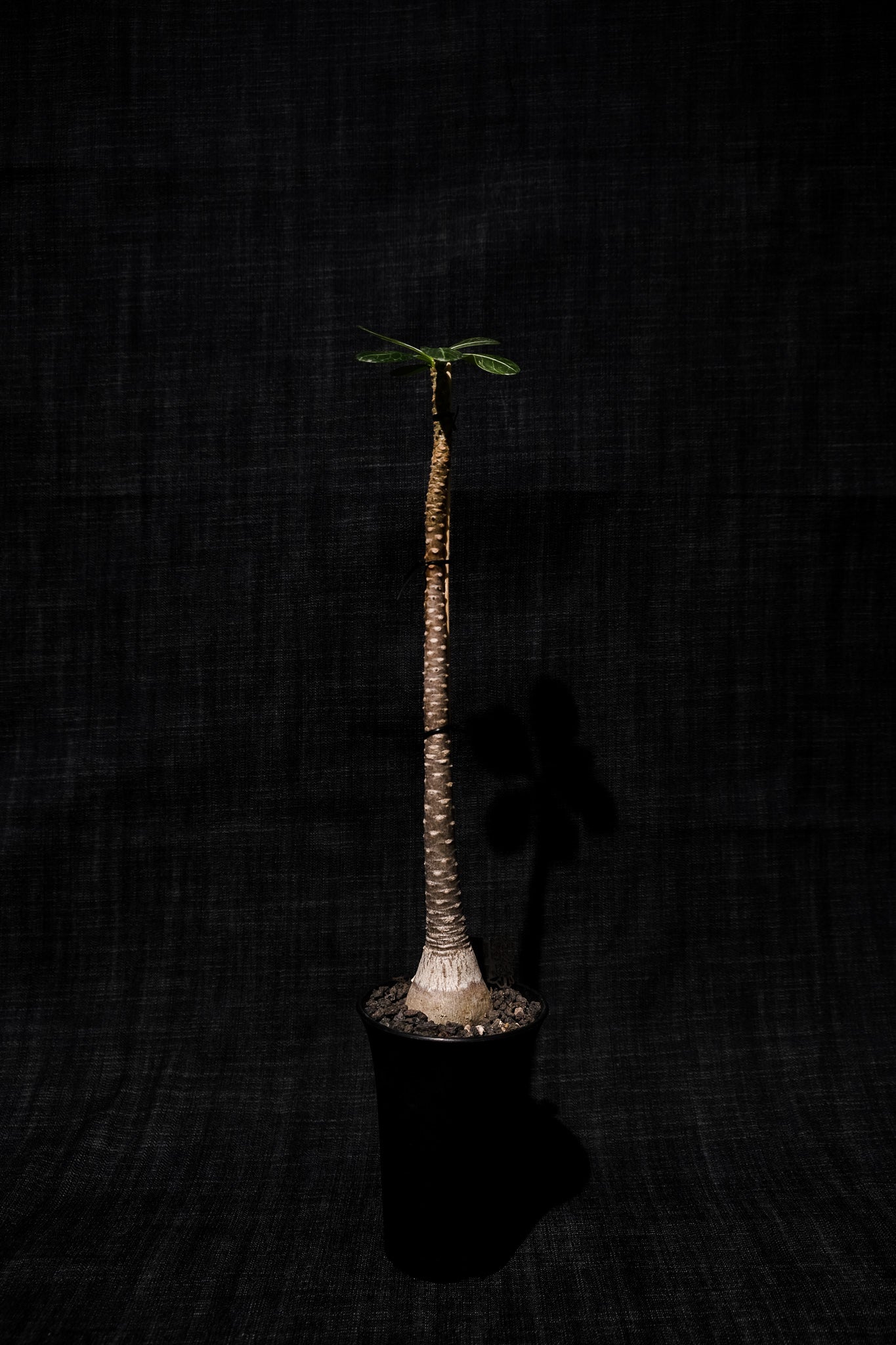 索科特拉沙漠玫瑰(Adenium socotranum) AS014