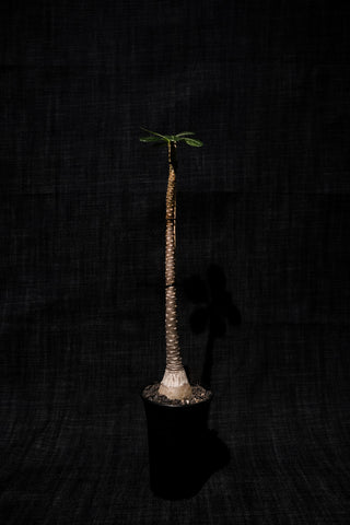 索科特拉沙漠玫瑰(Adenium socotranum) AS014