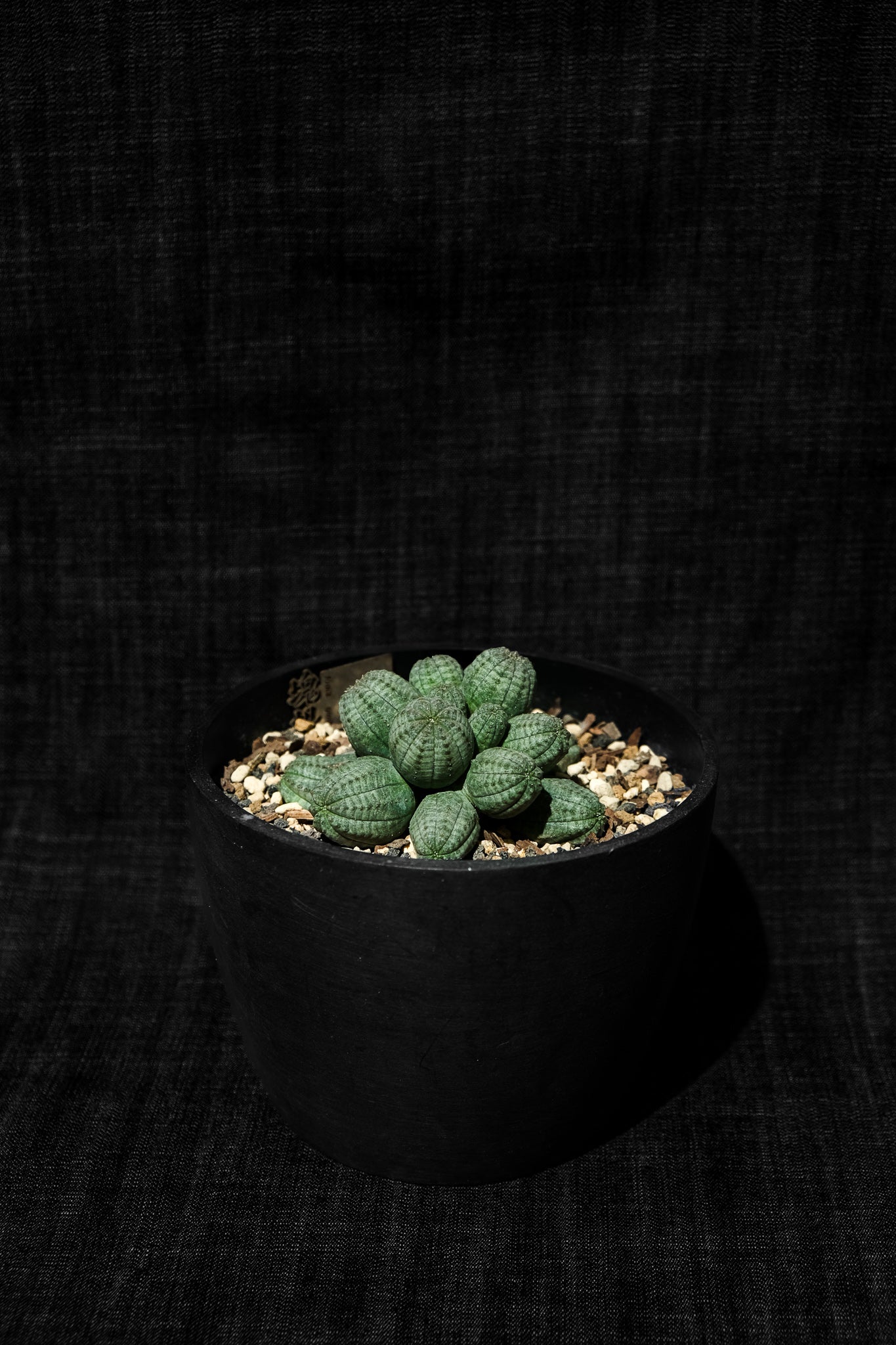 群生布紋球(Euphorbia obesa) EO005