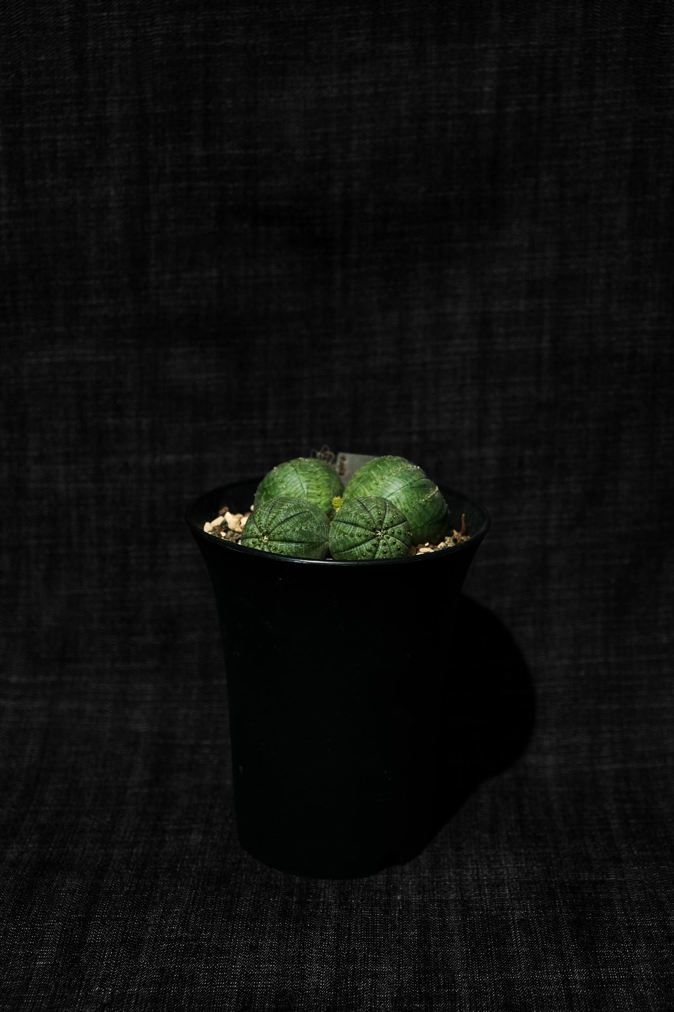 布紋球 (Euphorbia obesa) EO006