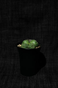 布紋球 (Euphorbia obesa) EO006