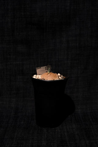 圓葉山烏龜 (Stephania erecta)  SE029