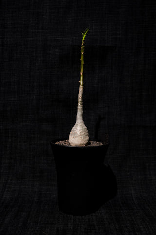 迪士棒槌(Pachypodium decaryi) PD003