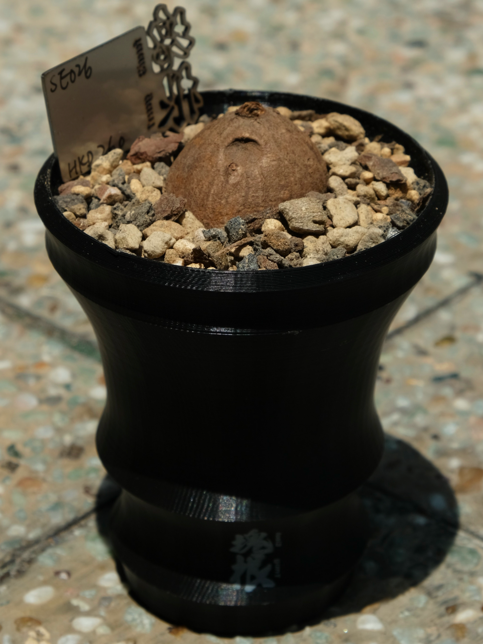 圓葉山烏龜 (Stephania erecta)  SE026