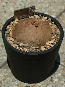圓葉山烏龜 (Stephania erecta)  SE040