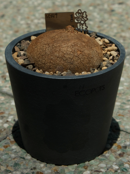 圓葉山烏龜 (Stephania erecta)  SE039