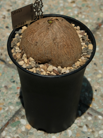 圓葉山烏龜 (Stephania erecta)  SE033
